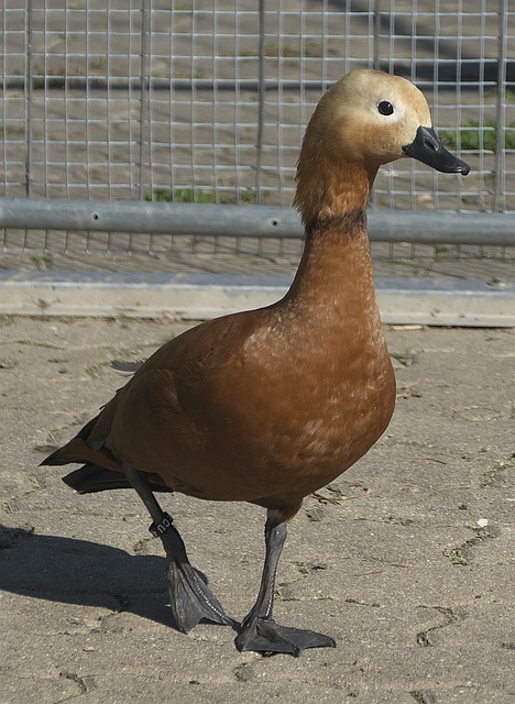 丢失球