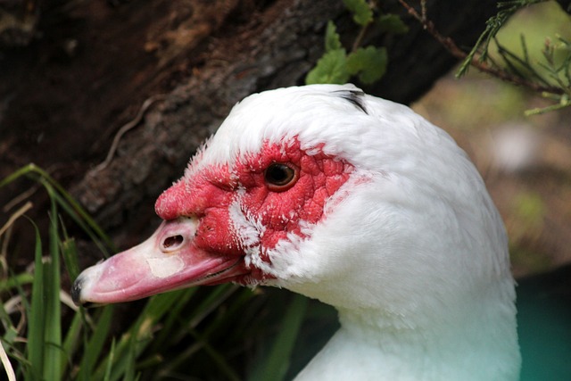 开启军队管 开启军队管